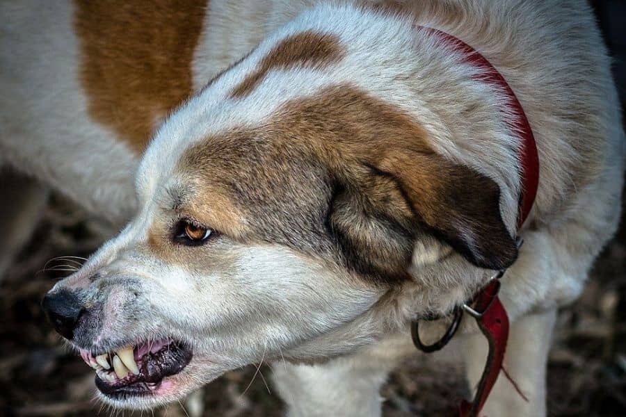 A furious dog baring teeth