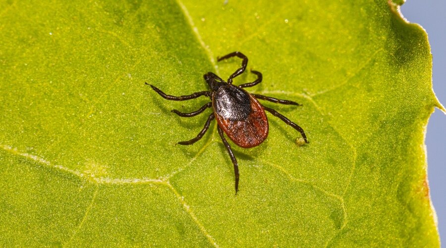 Tick on the leaf 