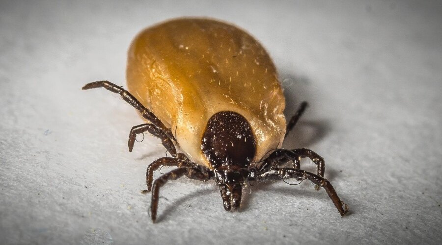 Tick sucking on a blood 