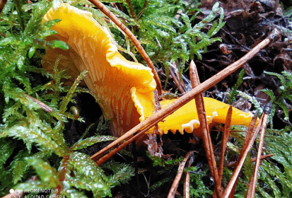 Mushrooms in the Czech Republic: which are common and which are unique?