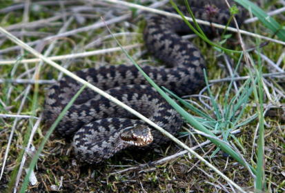 (Non-)venomous snakes in the Czech nature and first aid in the event of a bite