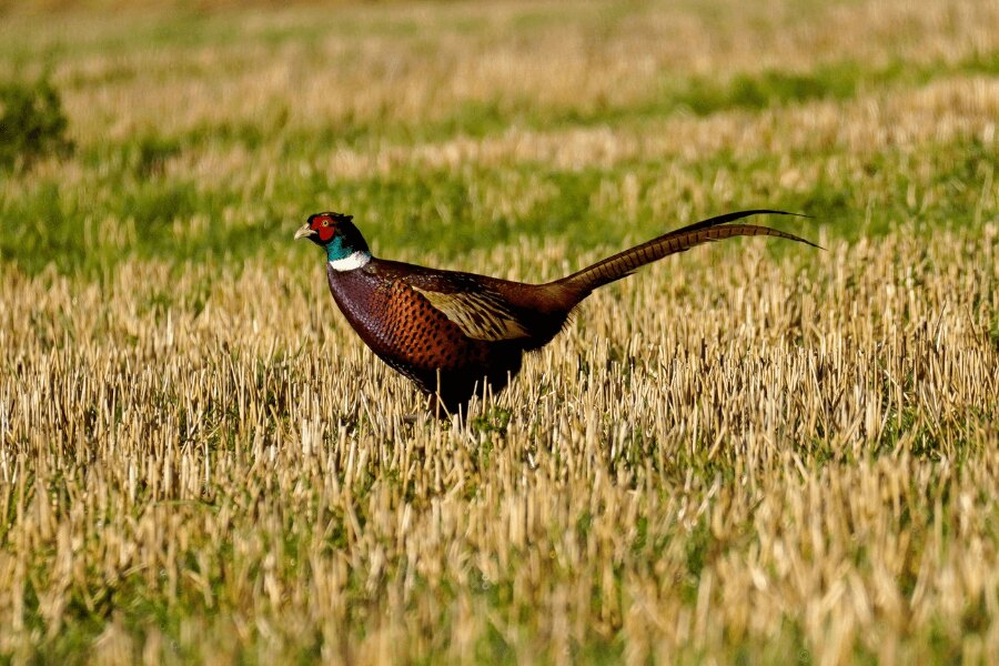 A pheasant. Source: https://www.pexels.com/cs-cz/hledat/hunting/