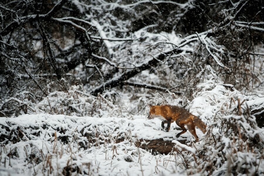 Fox in a snowy landscape. Source: https://www.pexels.com/cs-cz/foto/ryma-studeny-snih-krajina-247395/