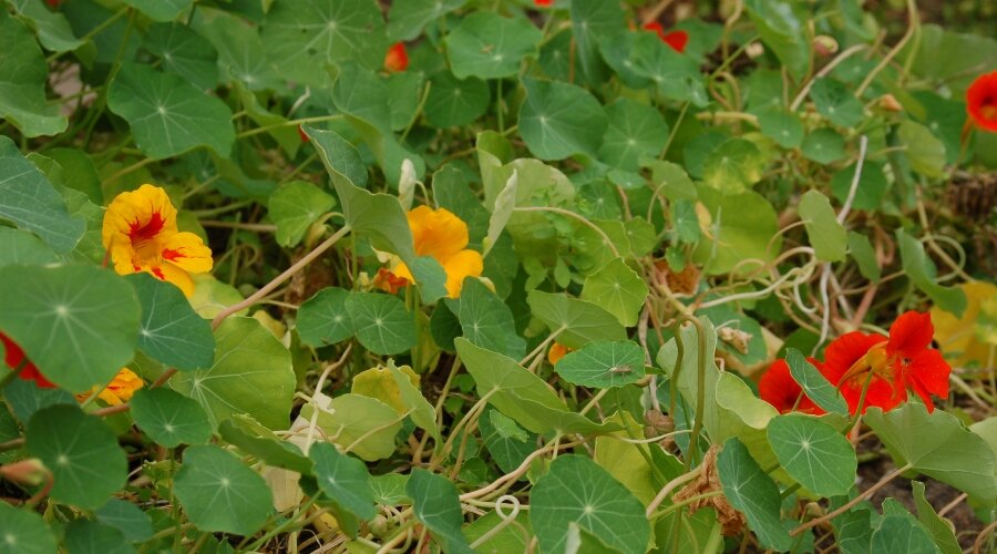 Tropaeolum majus. Source: https://commons.wikimedia.org/w/index.php?curid=7871080