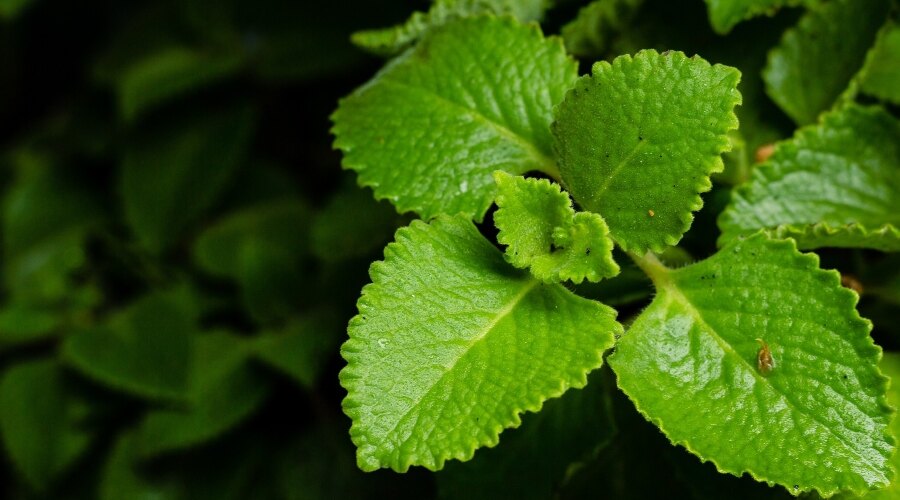 Plectranthus amboinicus