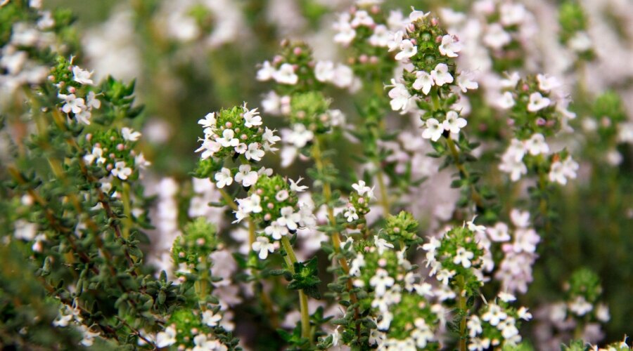 Thyme blossom. Source: https://commons.wikimedia.org/w/index.php?curid=25835781