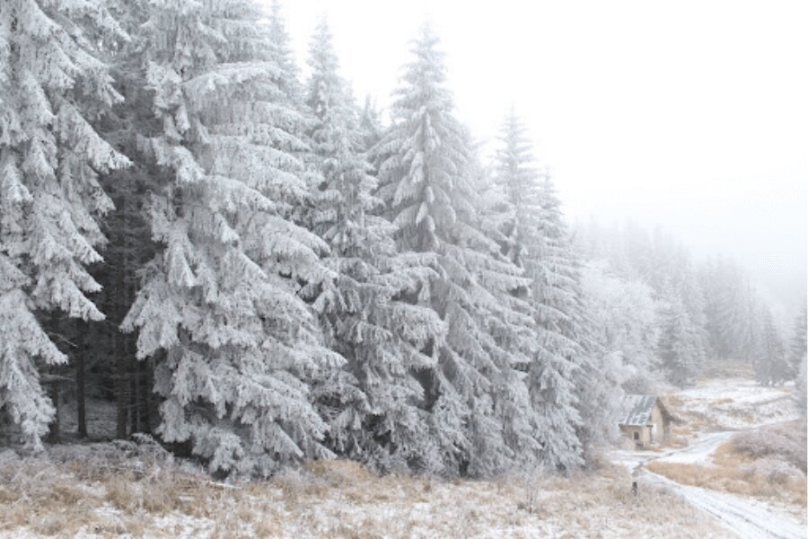 Snow, landscape