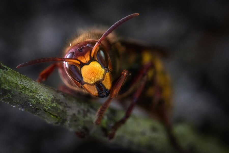 a wasp