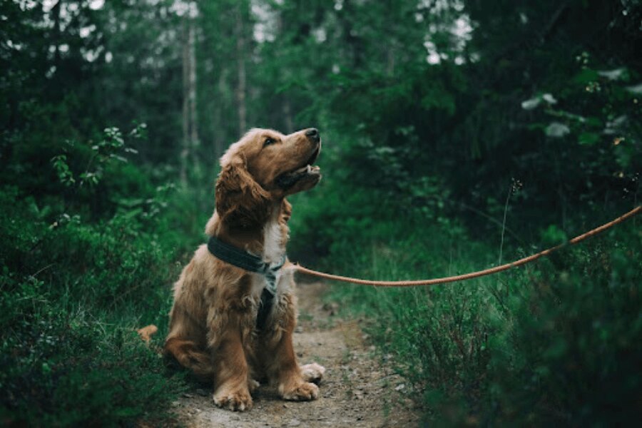 A dog in the forest on a leash. Source: https://www.pexels.com/cs-cz/foto/1254140/