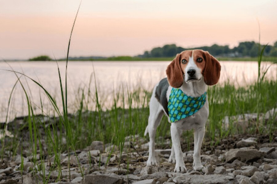 A dog by the water during sunset. Source: https://www.pexels.com/cs-cz/foto/krajina-priroda-zapad-slunce-voda-19562406/