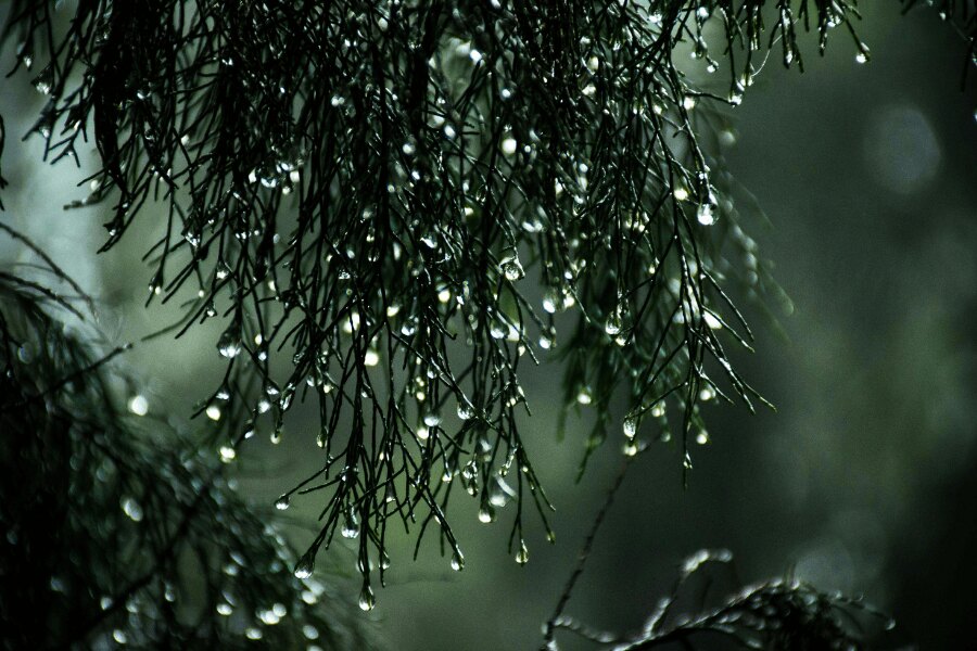 A drenched pine. Source: https://www.pexels.com/cs-cz/foto/913807/