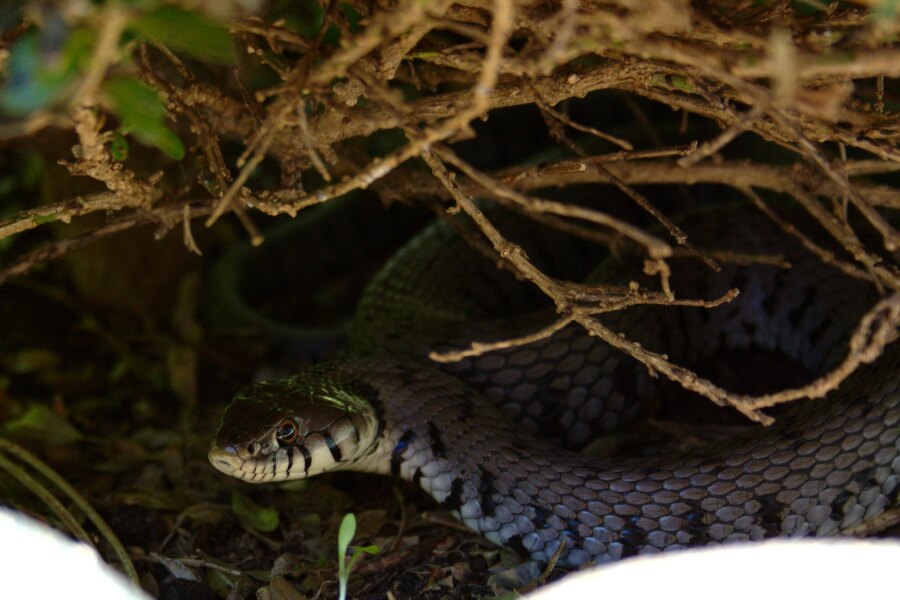 Grass snake. Source: https://commons.wikimedia.org/wiki/File:Ringelnatter-Buchsbaum.jpg