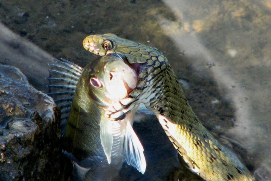 Dice snake. Source: https://commons.wikimedia.org/wiki/File:Natrix_tesselata_with_a_perch.JPG