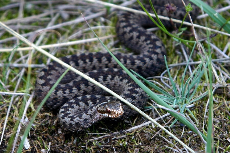 Common viper. Source: https://commons.wikimedia.org/wiki/File:Kreuzotter_(Skagen,_Denmark).jpg