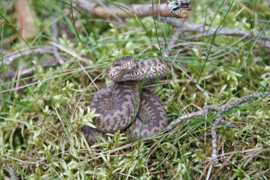 Common viper. Source: https://commons.wikimedia.org/wiki/File:Kreuzotter_drohend.jpg