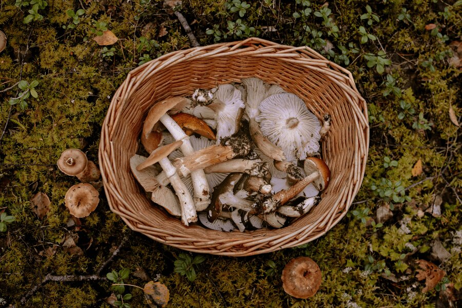 A basket with mushrooms in moss. Source: https://www.pexels.com/cs-cz/foto/les-mech-podzim-kosik-3672955/