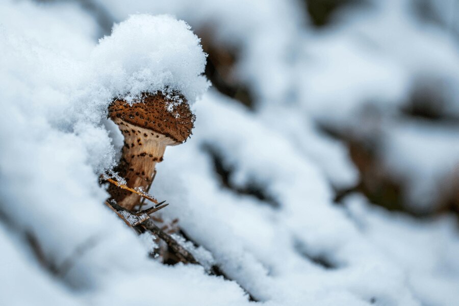 A mushroom covered with snow. Source: https://www.pexels.com/cs-cz/foto/754159/