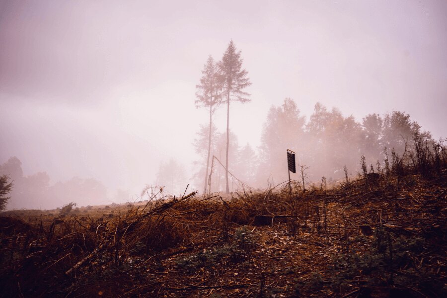 Autumn forest in a fog. Source: https://www.pexels.com/cs-cz/foto/krajina-stromy-silueta-mlha-5626891/