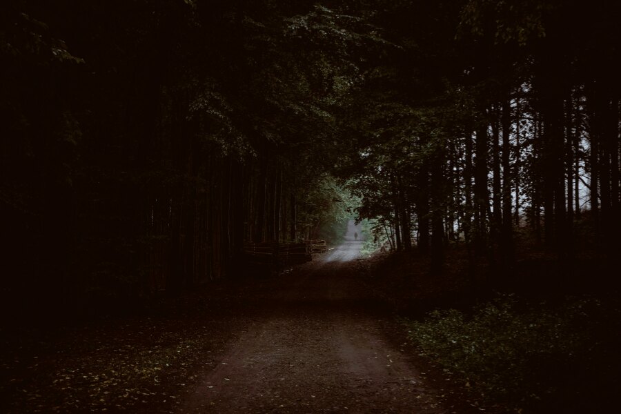 A forest in the dark. Source: https://www.pexels.com/cs-cz/foto/priroda-tmavy-stromy-prostredi-5642818/