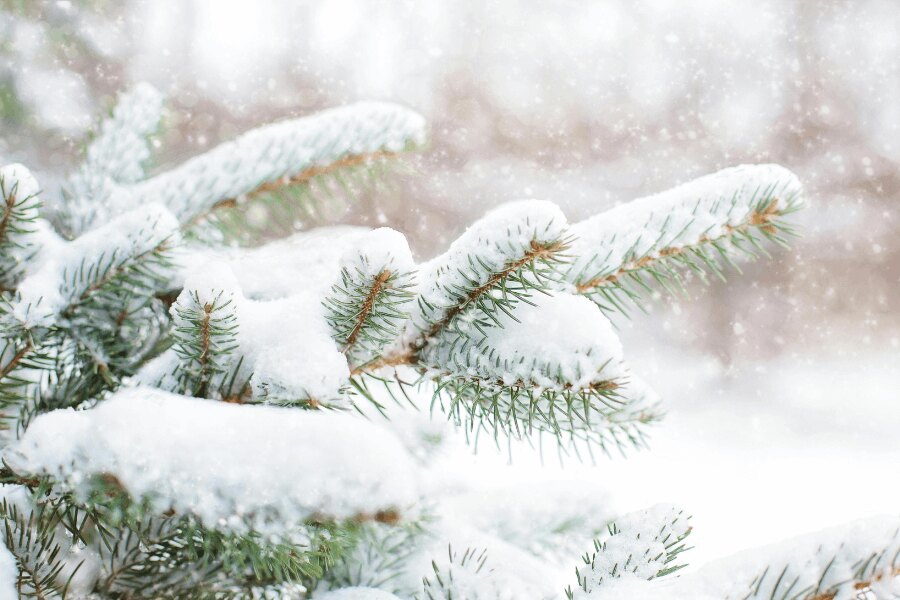 Needles in winter. Source: https://www.pexels.com/cs-cz/foto/ryma-studeny-snih-priroda-3334585/