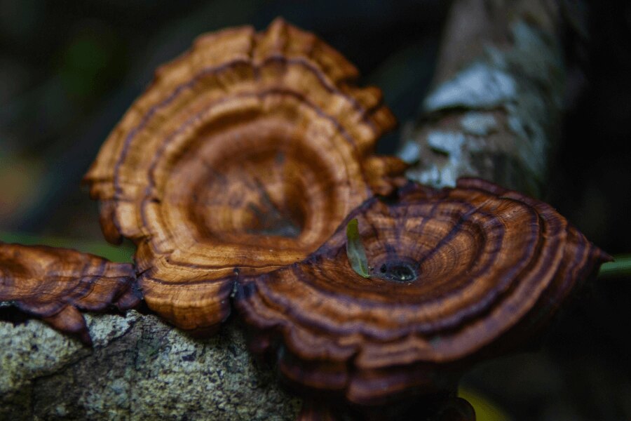 Reishi mushroom in the nature. Source: https://www.pexels.com/cs-cz/foto/detailni-zaber-na-houby-reishi-na-stromove-kure-29215990/