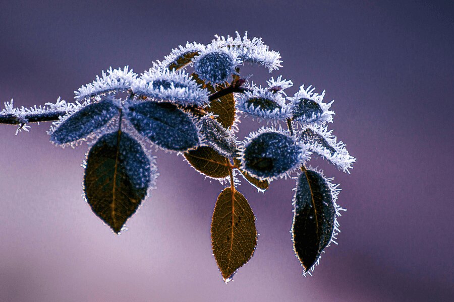 Frosty leaves of a tree. Source: https://www.pexels.com/cs-cz/foto/zavod-rostlina-listy-mraz-14771506/