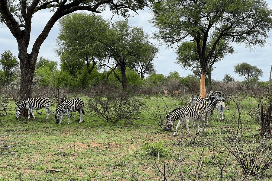 Zebras in the Kruger national park, SAR. Photo: Author's archive