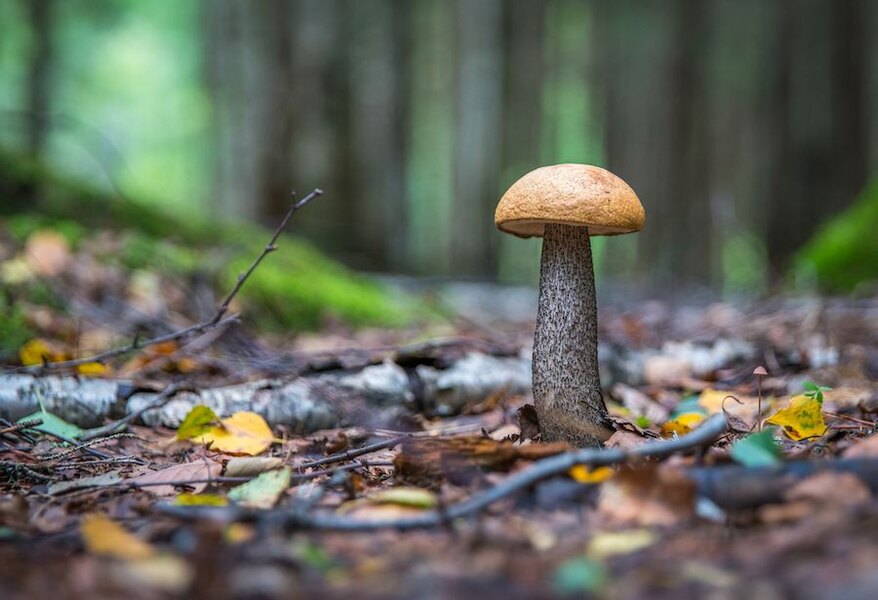 Detail of a mushroom growing in the forest in autumn